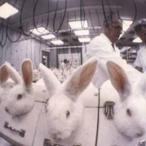 Should animal testing be allowed?