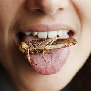 VxPod (301) : PUTTING INSECTS ON THE MENU?