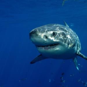 VxPoD (324) : HUMANS OR SHARKS - WHO NEEDS PROTECTING?