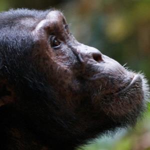VX POLL of the DAY (153): SAVING THE LIBERIAN CHIMPS