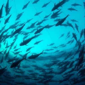 Vx POLL of the DAY (163): PLENTY MORE FISH IN THE SEA?